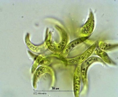 Selenastrum gracile Reinsch 120X (4)